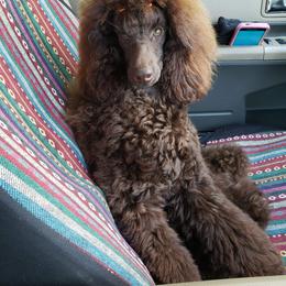 Poodle Puppies from Anna-Ash Poodles