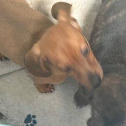Harrison - Red male Dachshund puppy in Davison, Michigan from Brimstone Hollow Dachshunds