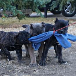 Molosser (Bully x)  Puppies from Miscela Molossers