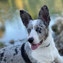 Lissy - Cardigan Welsh Corgi