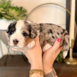 Donny- blue collar male - Tri-color male Bernedoodle puppy in Salt Lake County, Utah from Coco Avenue Pups