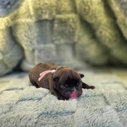 Pink Collar girl - Brindle female French Bulldog puppy in Polk City, Florida from Best Friend Frenchies, LLC