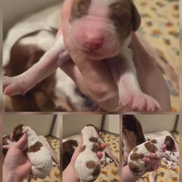 Girl - Red and white female Irish Red and White Setter puppy in Glenwood City, Wisconsin from NyaStar
