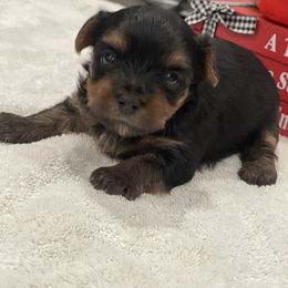 Yorkshire Terrier Puppies from Beantown Yorkshires