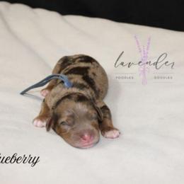 Blueberry - Merle male Cockapoo puppy in Mancelona, Michigan from Lavender poodles & doodles