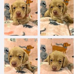 Peach - Cream female Dachshund puppy in Saint Paul, Minnesota from Vibrant Eyes Doxies