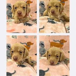 Peach - Cream female Dachshund puppy in Saint Paul, Minnesota from Vibrant Eyes Doxies