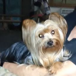 Ava - Yorkshire Terrier