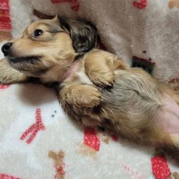 Winter. (Non Dapple) - Sable female Dachshund puppy in Terlton, Oklahoma from CLARK'S BREEDING PROGRAM