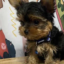 Yorkshire Terrier puppies from Judy's Pups