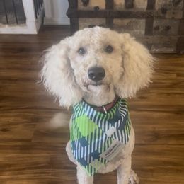 Maxx - Goldendoodle