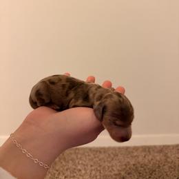 Dachshund Puppies from Fogle Kennels Training Center