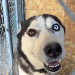 Dolly - Siberian Husky