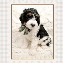 Frosty - Black and white male Bernedoodle puppy in Bowling Green, Ohio from Windy Creek Doodles