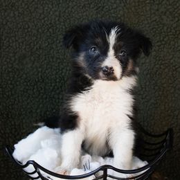 Moth - Tri-color female Border Collie puppy in Olive Hill, Kentucky from SaturnMoon MAS & BC