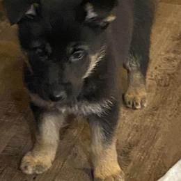 Pink collar girl - Black and tan female German Shepherd puppy in Rockbridge, Ohio from Sandy’s Shepherds