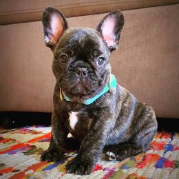French Bulldog Puppies from Lost Coast French Bulldogs