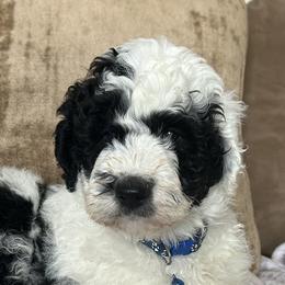 Sheepadoodles from Lilly’s Bobtails