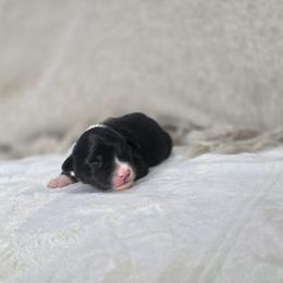 Zelda - Black tri female Miniature Australian Shepherd puppy in Killen, Alabama from Wilkers Wholehearted Mini Aussies