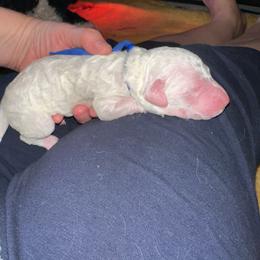 Finn - Cream male Poodle puppy in Prosperity, Pennsylvania from Stelladoodles & Company