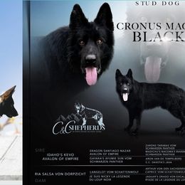 German Shepherd puppies from Legacy K9’s
