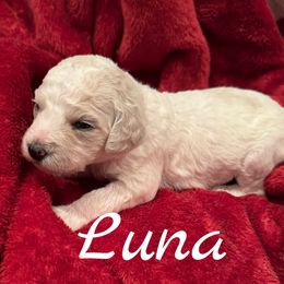 Luna Girl 7 - Cream female Goldendoodle puppy in Ankeny, Iowa from Iowadoodles2love