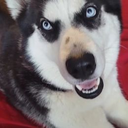 Luna - Siberian Husky