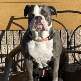Gaia - Olde English Bulldogge