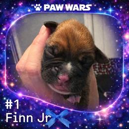 Finn - Fawn male Boxer puppy in Ocala, Florida from Bowers Boxers