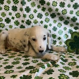 Nutmeg- Long Coat- Brown - White and black female Dalmatian puppy in Claremore, Oklahoma from Lotsofdots Dalmatians