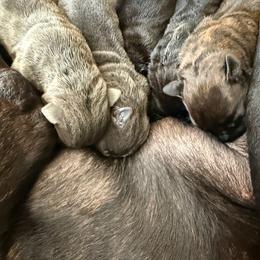 Gray 2 - Gray female Cane Corso puppy in Tabor City, North Carolina from Dream Team Kennels