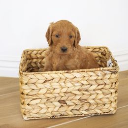 Goldendoodle, Irish Doodle, Labradoodle, and Poodle Puppies from Desert Doodles