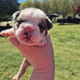 GREEN - Red male Bulldog puppy in Walhalla, South Carolina from Lowery's English Bulldogs