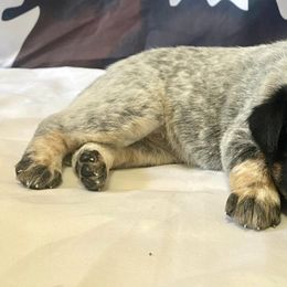 Australian Cattle Dogs from MO Morningstar Heelers