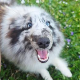 Kaia - Shetland Sheepdog