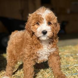 Bodhi - Red male Cavapoo puppy in Bozrah, Connecticut from Cedar Creek Farm