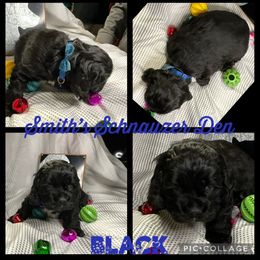 Cocker Spaniel and Miniature Schnauzer Puppies from Smith’s Schnauzer Den