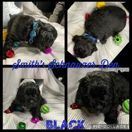 Cocker Spaniel and Miniature Schnauzer Puppies from Smith’s Schnauzer Den