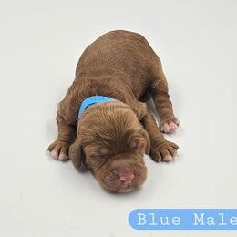 Blue Male - Red and white male Cockapoo puppy in Mocksville, North Carolina from Hunting Creek Farms