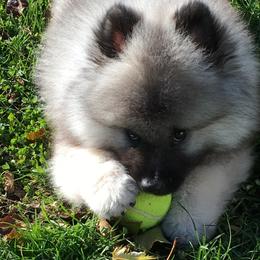 Keeshond Puppies from Geatland Keeshonden