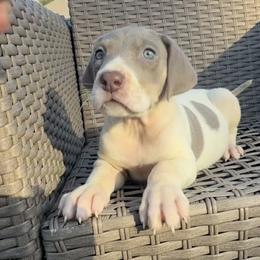 Rhaynera - Silver female Great Dane puppy in Florida from Beachside Kennels