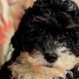 Bernedoodles and Goldendoodles from Sammy's puppies