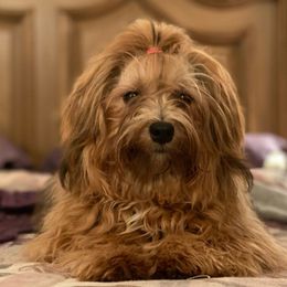 Leia - Havanese