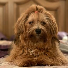 Leia - Havanese