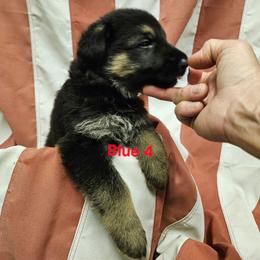Boy 1 Blue - Black and tan male German Shepherd puppy in Rome, Georgia from Patriot Shepherds