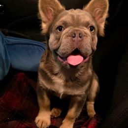 Briggs - Tricolors male French Bulldog puppy in Nashville, Tennessee from PrestigiousK9