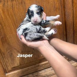 Jasper - Merle male Bernedoodle puppy in Carmichaels, Pennsylvania from JensenBelle Doodles