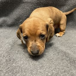 Dachshund Puppies from Waite's Dachshunds