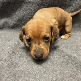 Dachshund Puppies from Waite's Dachshunds