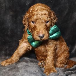 Goldendoodle Puppies from Angie's goldendoodles